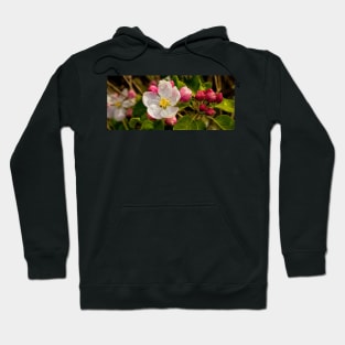 Apple Blossom Panorama Hoodie